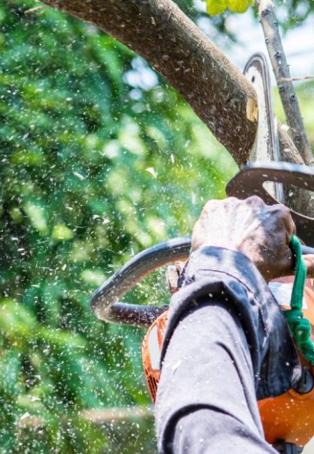 texas_tree_care_company